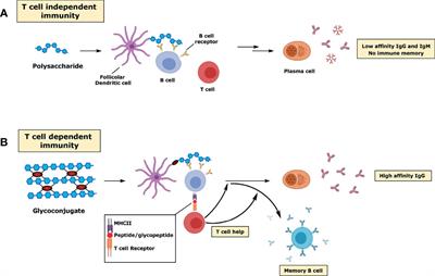 Immunobiology of Carbohydrates: Implications for Novel Vaccine and Adjuvant Design Against Infectious Diseases